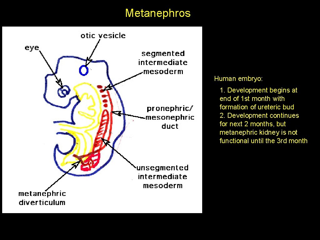 Metanephros Human embryo: 1. Development begins at end of 1 st month with formation