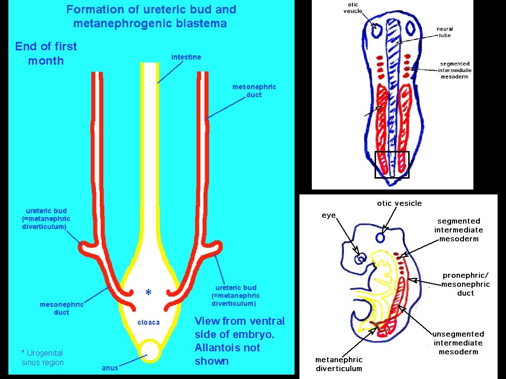 End of first month * * Urogenital sinus region View from ventral side of