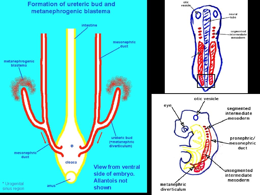* * Urogenital sinus region View from ventral side of embryo. Allantois not shown