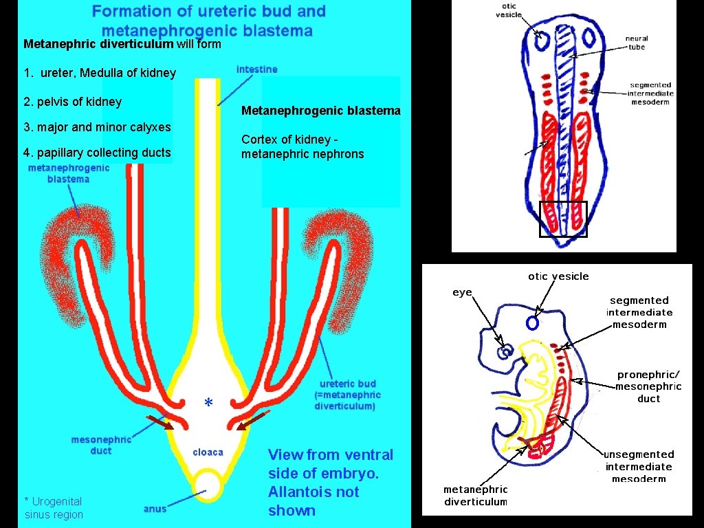 Metanephric diverticulum will form 1. ureter, Medulla of kidney 2. pelvis of kidney Metanephrogenic