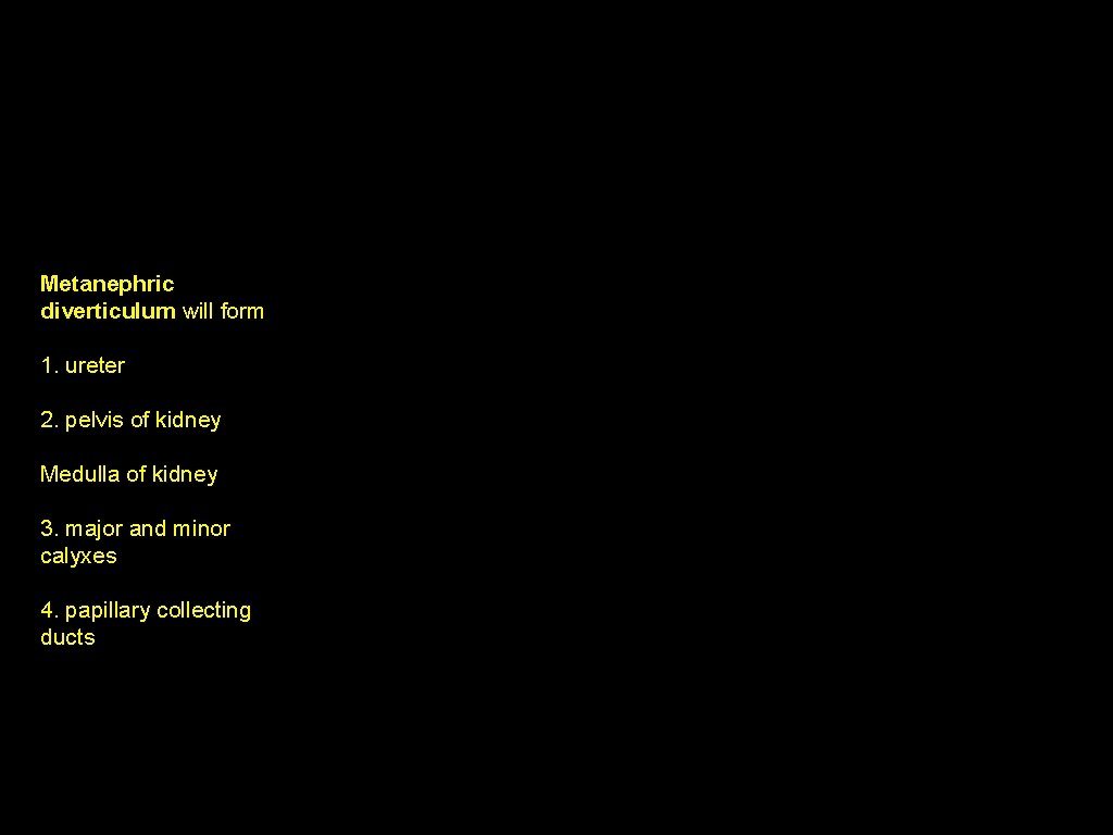 Papillary collecting ducts Metanephric diverticulum will form 1. ureter 2. pelvis of kidney Medulla