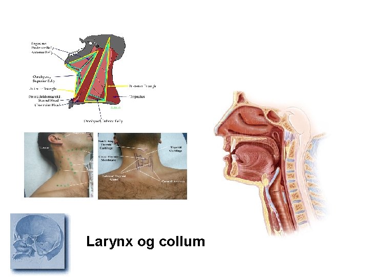 Larynx og collum 