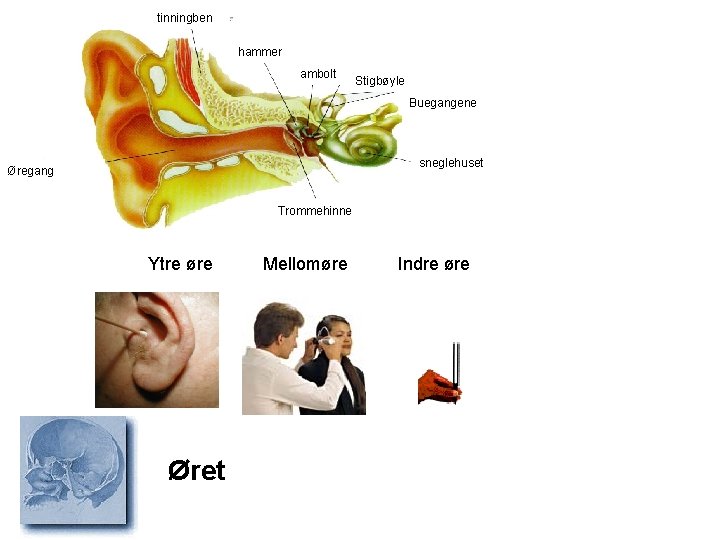 tinningben hammer ambolt Stigbøyle Buegangene sneglehuset Øregang Trommehinne Ytre øre Øret Mellomøre Indre øre