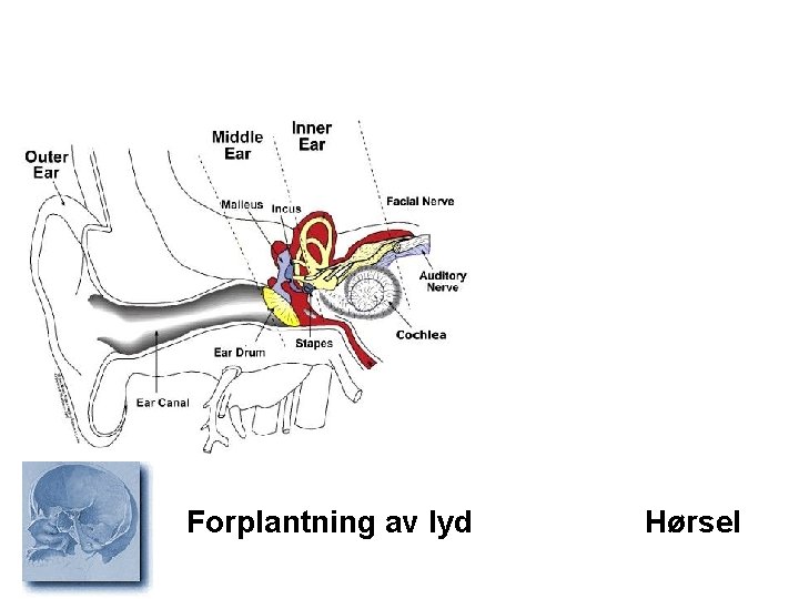 Forplantning av lyd Hørsel 