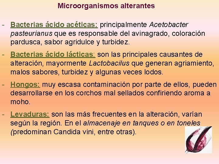 Microorganismos alterantes - Bacterias ácido acéticas: principalmente Acetobacter pasteurianus que es responsable del avinagrado,
