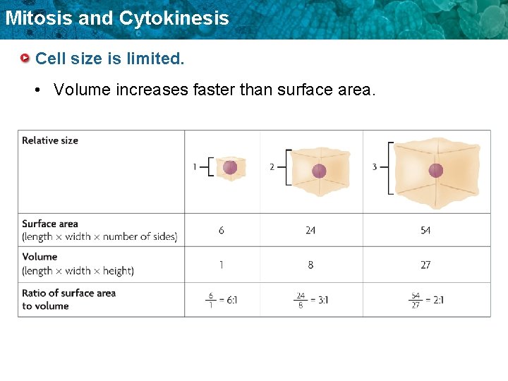 Mitosis and Cytokinesis Cell size is limited. • Volume increases faster than surface area.