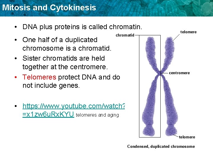 Mitosis and Cytokinesis • DNA plus proteins is called chromatin. chromatid • One half