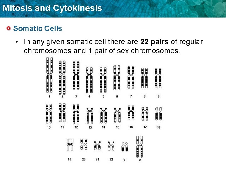 Mitosis and Cytokinesis Somatic Cells • In any given somatic cell there are 22