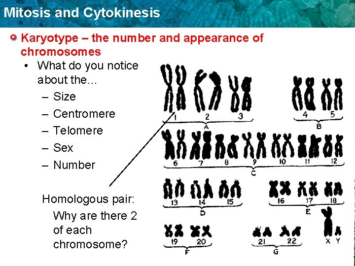 Mitosis and Cytokinesis Karyotype – the number and appearance of chromosomes • What do
