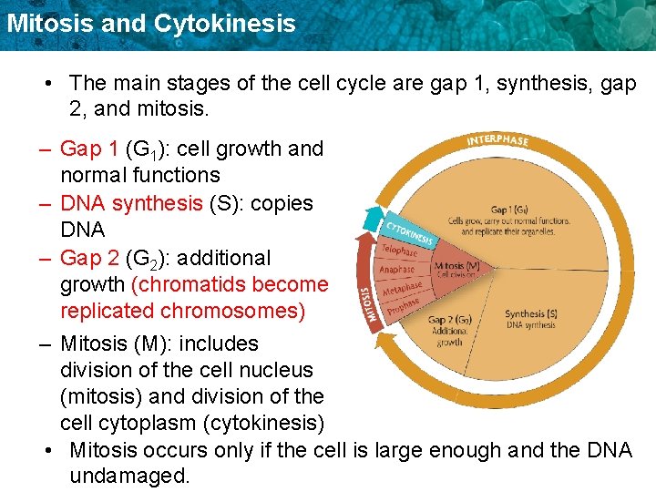 Mitosis and Cytokinesis • The main stages of the cell cycle are gap 1,