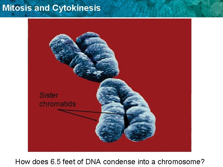 Mitosis and Cytokinesis Sister chromatids How does 6. 5 feet of DNA condense into