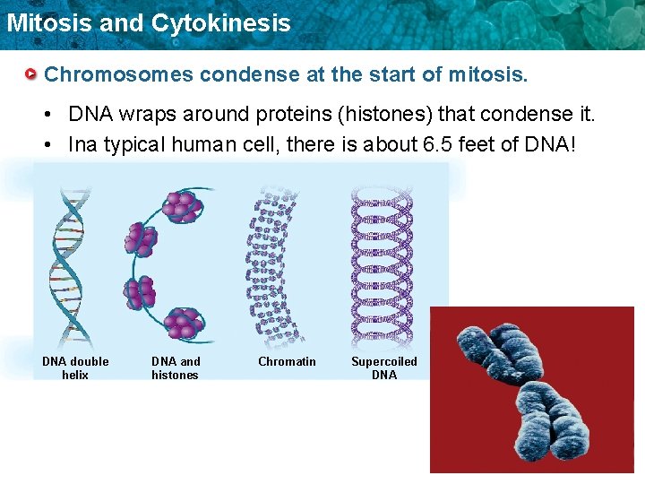 Mitosis and Cytokinesis Chromosomes condense at the start of mitosis. • DNA wraps around