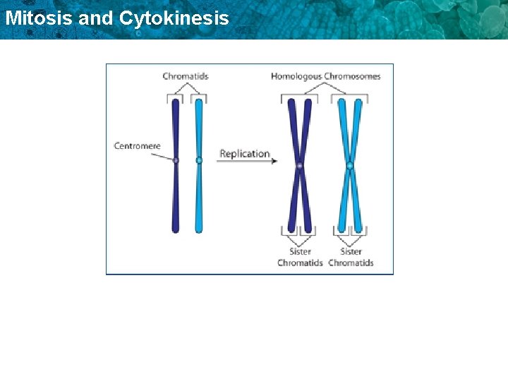 Mitosis and Cytokinesis 