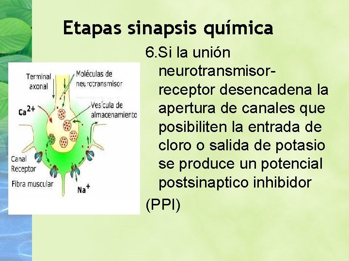 Etapas sinapsis química 6. Si la unión neurotransmisorreceptor desencadena la apertura de canales que