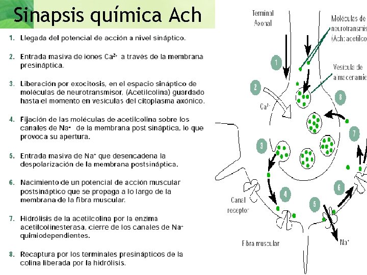 Sinapsis química Ach 