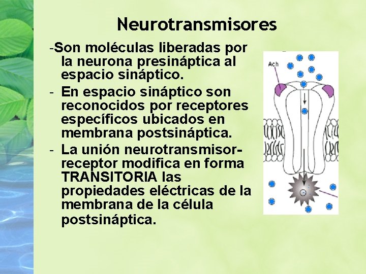 Neurotransmisores -Son moléculas liberadas por la neurona presináptica al espacio sináptico. - En espacio