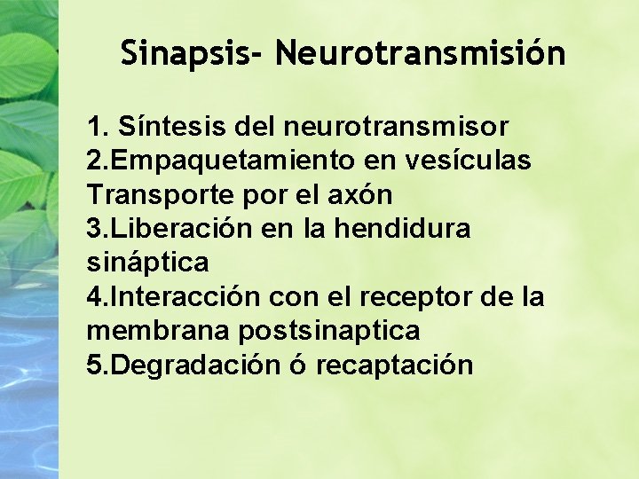 Sinapsis- Neurotransmisión 1. Síntesis del neurotransmisor 2. Empaquetamiento en vesículas Transporte por el axón
