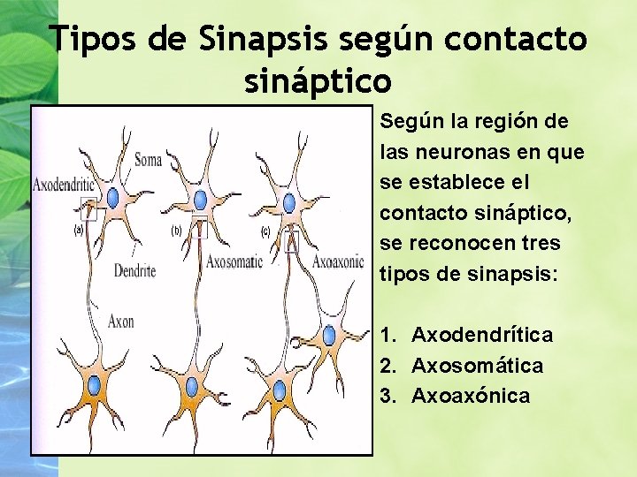 Tipos de Sinapsis según contacto sináptico Según la región de las neuronas en que