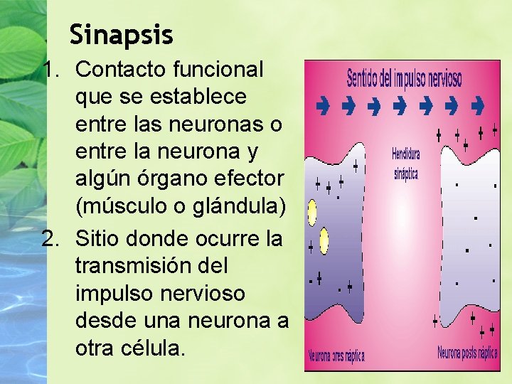 Sinapsis 1. Contacto funcional que se establece entre las neuronas o entre la neurona