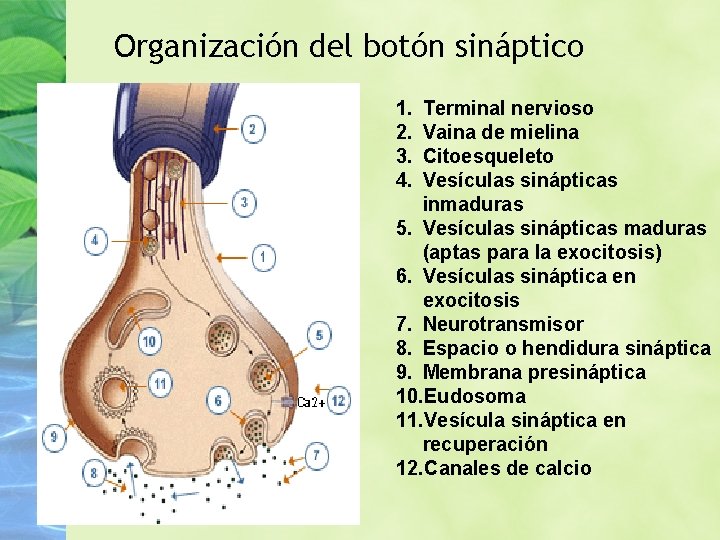 Organización del botón sináptico 1. 2. 3. 4. Terminal nervioso Vaina de mielina Citoesqueleto