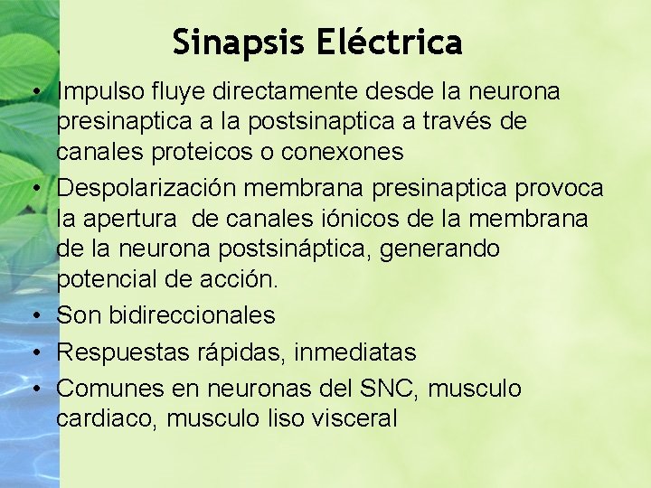 Sinapsis Eléctrica • Impulso fluye directamente desde la neurona presinaptica a la postsinaptica a