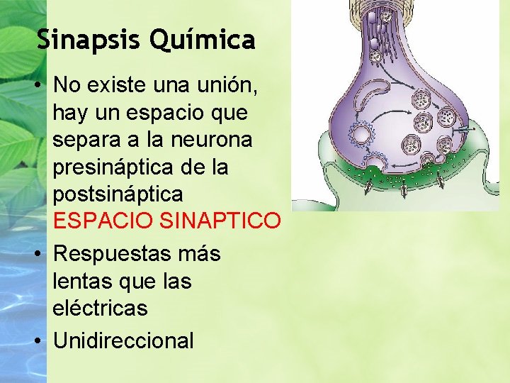 Sinapsis Química • No existe una unión, hay un espacio que separa a la