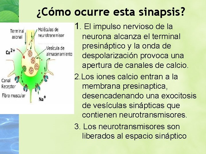 ¿Cómo ocurre esta sinapsis? 1. El impulso nervioso de la neurona alcanza el terminal