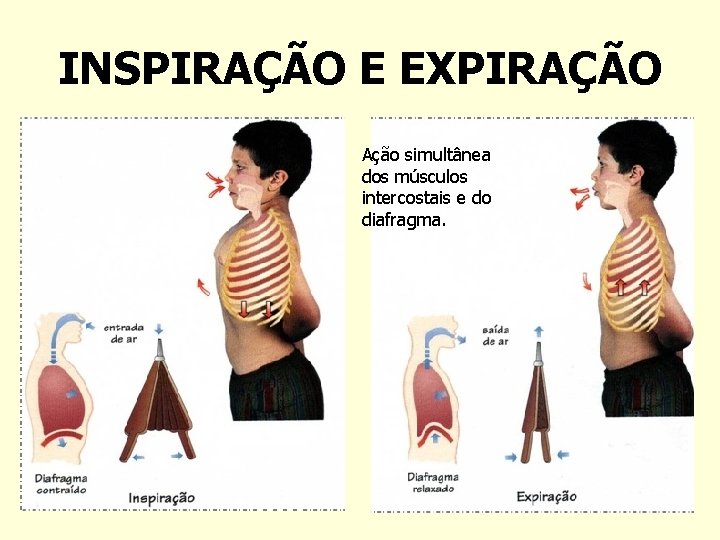 INSPIRAÇÃO E EXPIRAÇÃO Ação simultânea dos músculos intercostais e do diafragma. 