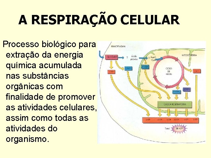 A RESPIRAÇÃO CELULAR Processo biológico para extração da energia química acumulada nas substâncias orgânicas