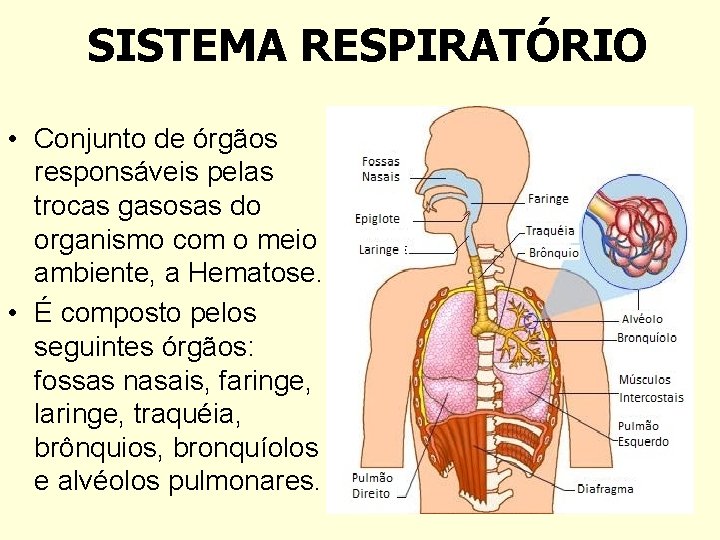 SISTEMA RESPIRATÓRIO • Conjunto de órgãos responsáveis pelas trocas gasosas do organismo com o