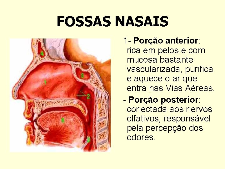FOSSAS NASAIS 1 - Porção anterior: rica em pelos e com mucosa bastante vascularizada,