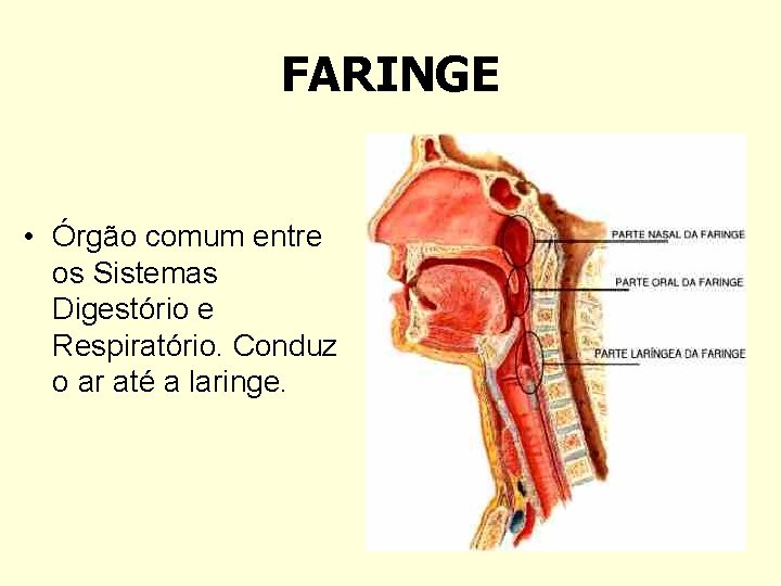 FARINGE • Órgão comum entre os Sistemas Digestório e Respiratório. Conduz o ar até