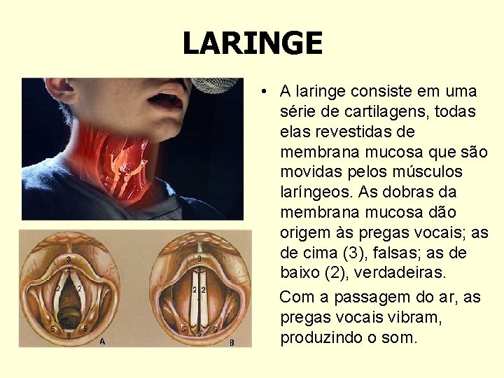 LARINGE • A laringe consiste em uma série de cartilagens, todas elas revestidas de