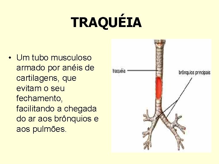 TRAQUÉIA • Um tubo musculoso armado por anéis de cartilagens, que evitam o seu