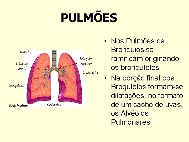 PULMÕES • Nos Pulmões os Brônquios se ramificam originando os bronquíolos. • Na porção