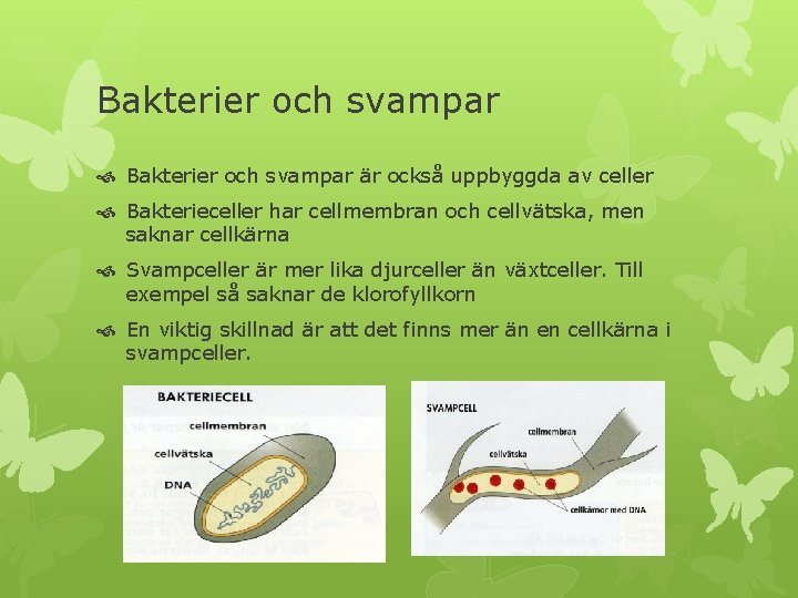 Bakterier och svampar är också uppbyggda av celler Bakterieceller har cellmembran och cellvätska, men