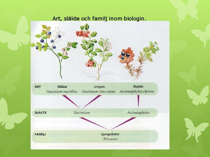 Art, släkte och familj inom biologin. 