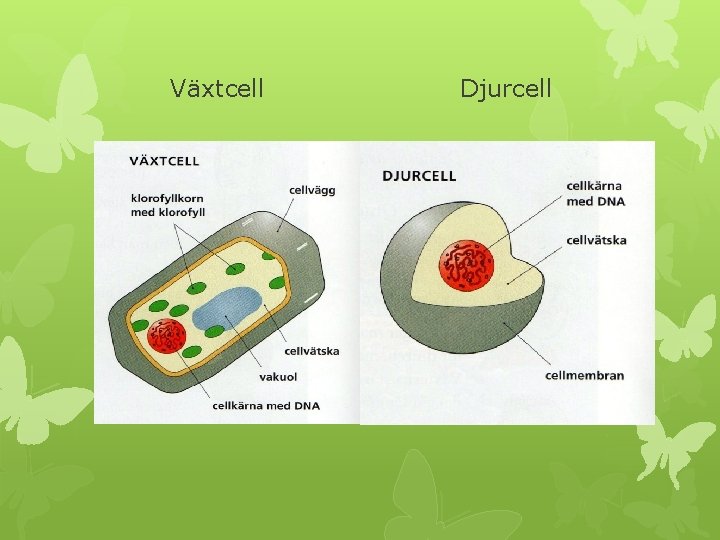 Växtcell Djurcell 