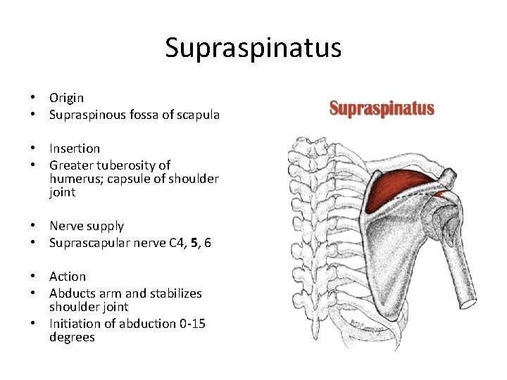 Supraspinatus • Origin • Supraspinous fossa of scapula • Insertion • Greater tuberosity of