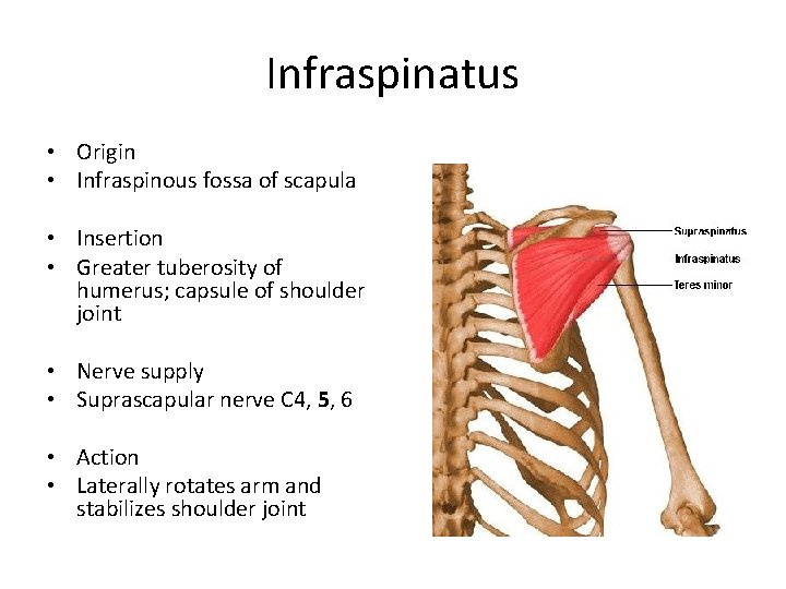 Infraspinatus • Origin • Infraspinous fossa of scapula • Insertion • Greater tuberosity of