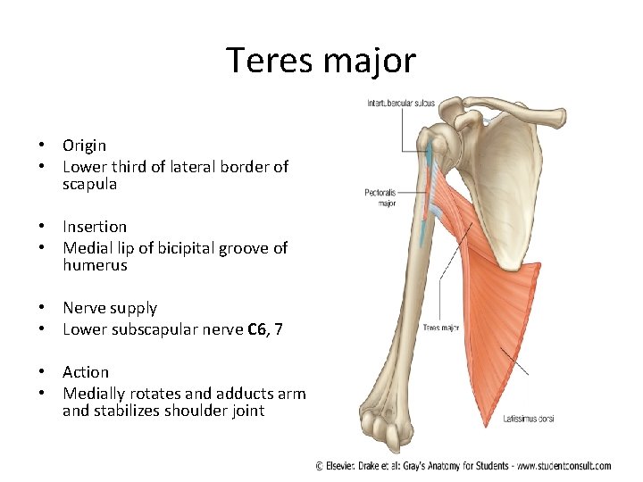 Teres major • Origin • Lower third of lateral border of scapula • Insertion