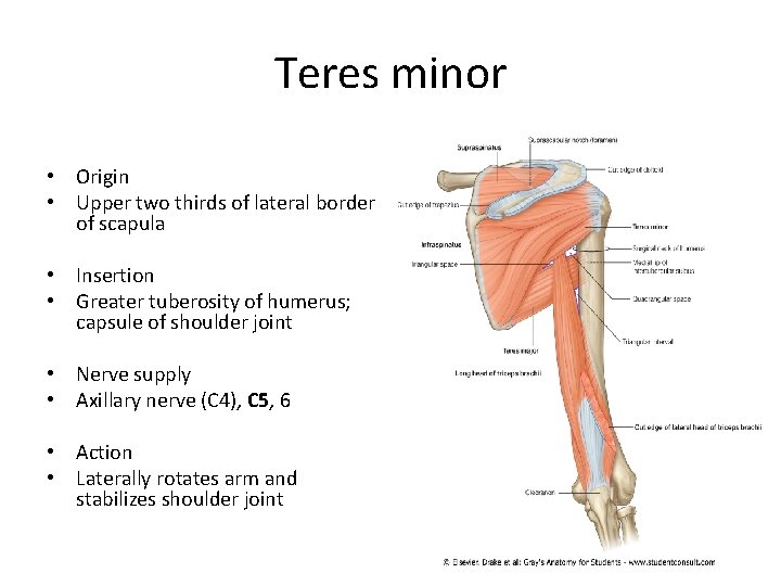 Teres minor • Origin • Upper two thirds of lateral border of scapula •