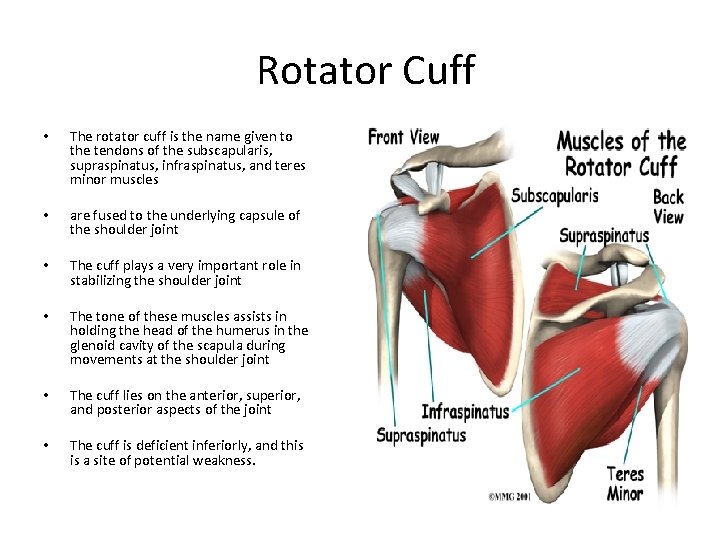 Rotator Cuff • The rotator cuff is the name given to the tendons of