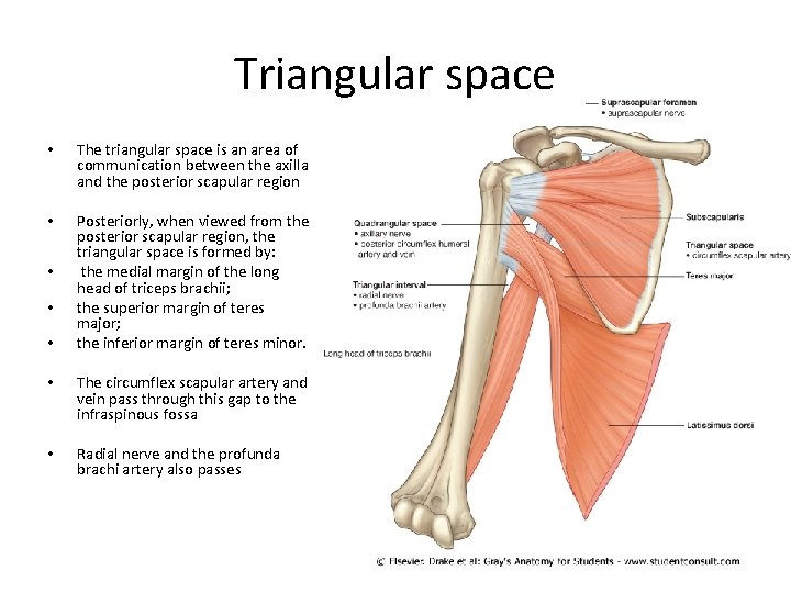 Triangular space • The triangular space is an area of communication between the axilla