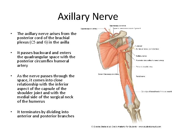 Axillary Nerve • The axillary nerve arises from the posterior cord of the brachial