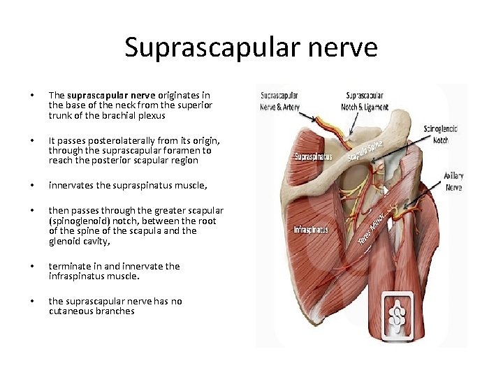 Suprascapular nerve • The suprascapular nerve originates in the base of the neck from