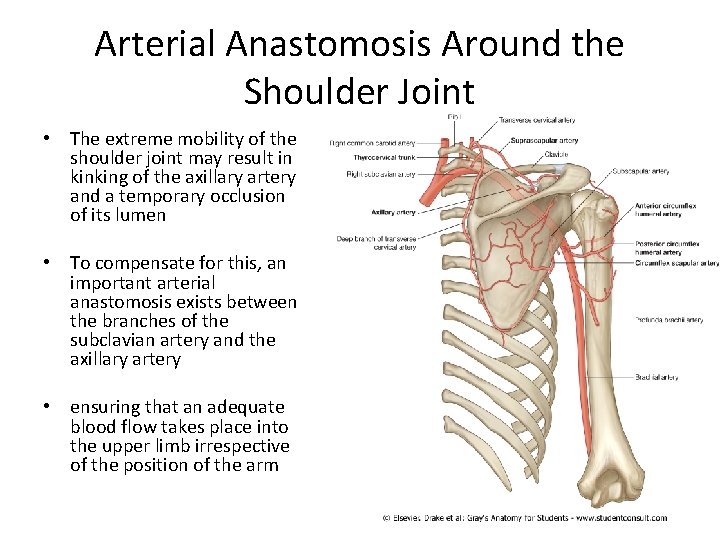 Arterial Anastomosis Around the Shoulder Joint • The extreme mobility of the shoulder joint