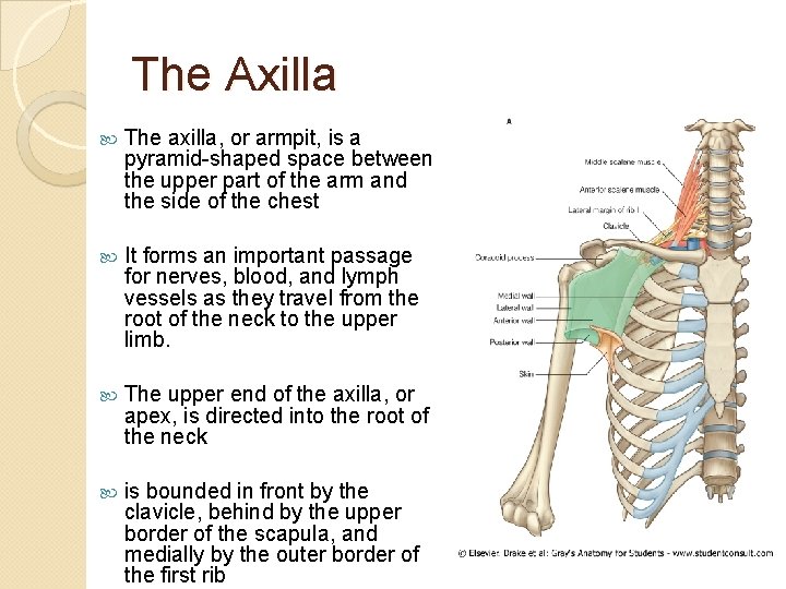 The Axilla The axilla, or armpit, is a pyramid-shaped space between the upper part
