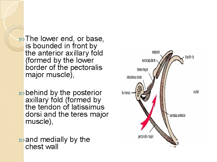  The lower end, or base, is bounded in front by the anterior axillary