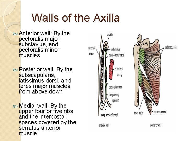 Walls of the Axilla Anterior wall: By the pectoralis major, subclavius, and pectoralis minor